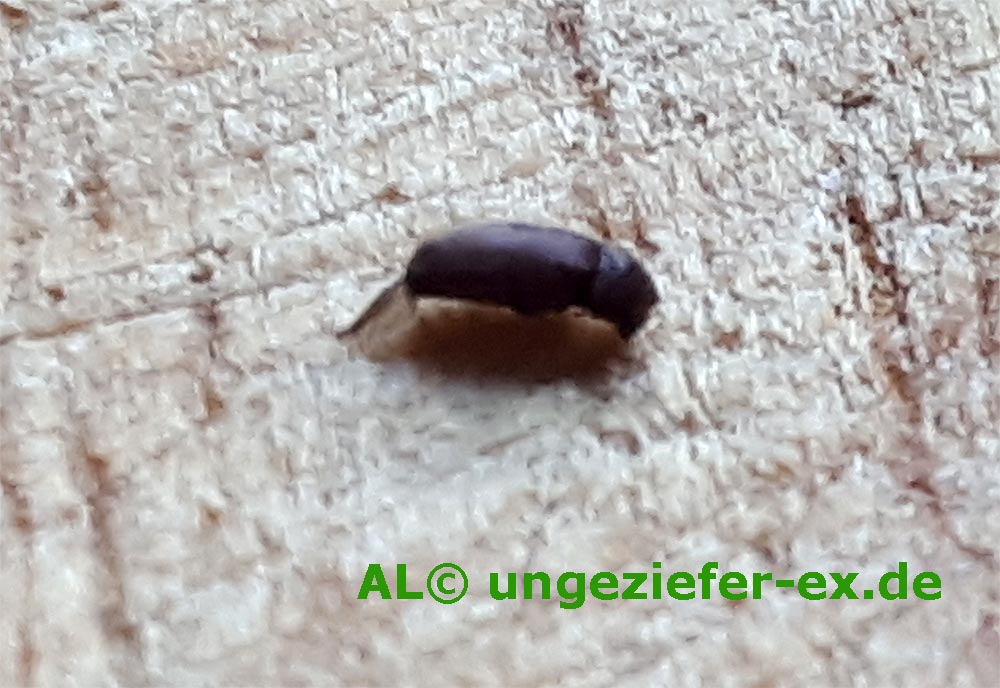 Kleine braune Käfer welche Käferart ist das ? Ungezieferex.de klärt